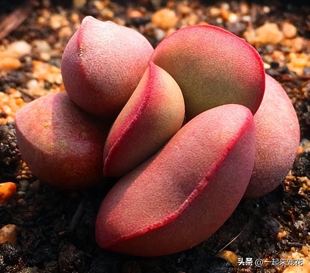 越养越丑的多肉,好养大气又好看的多肉