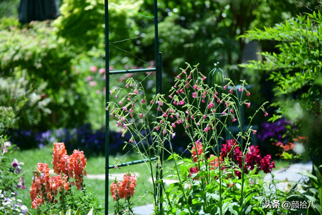 冬天开花的室外花卉盆栽,温室盆栽观花花卉植物