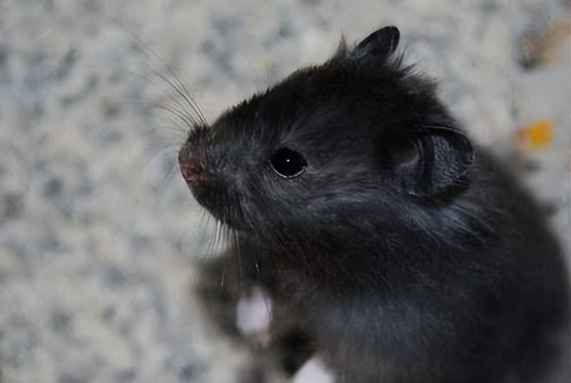 米熊仓鼠新手好养吗,新手怎么养仓鼠教程