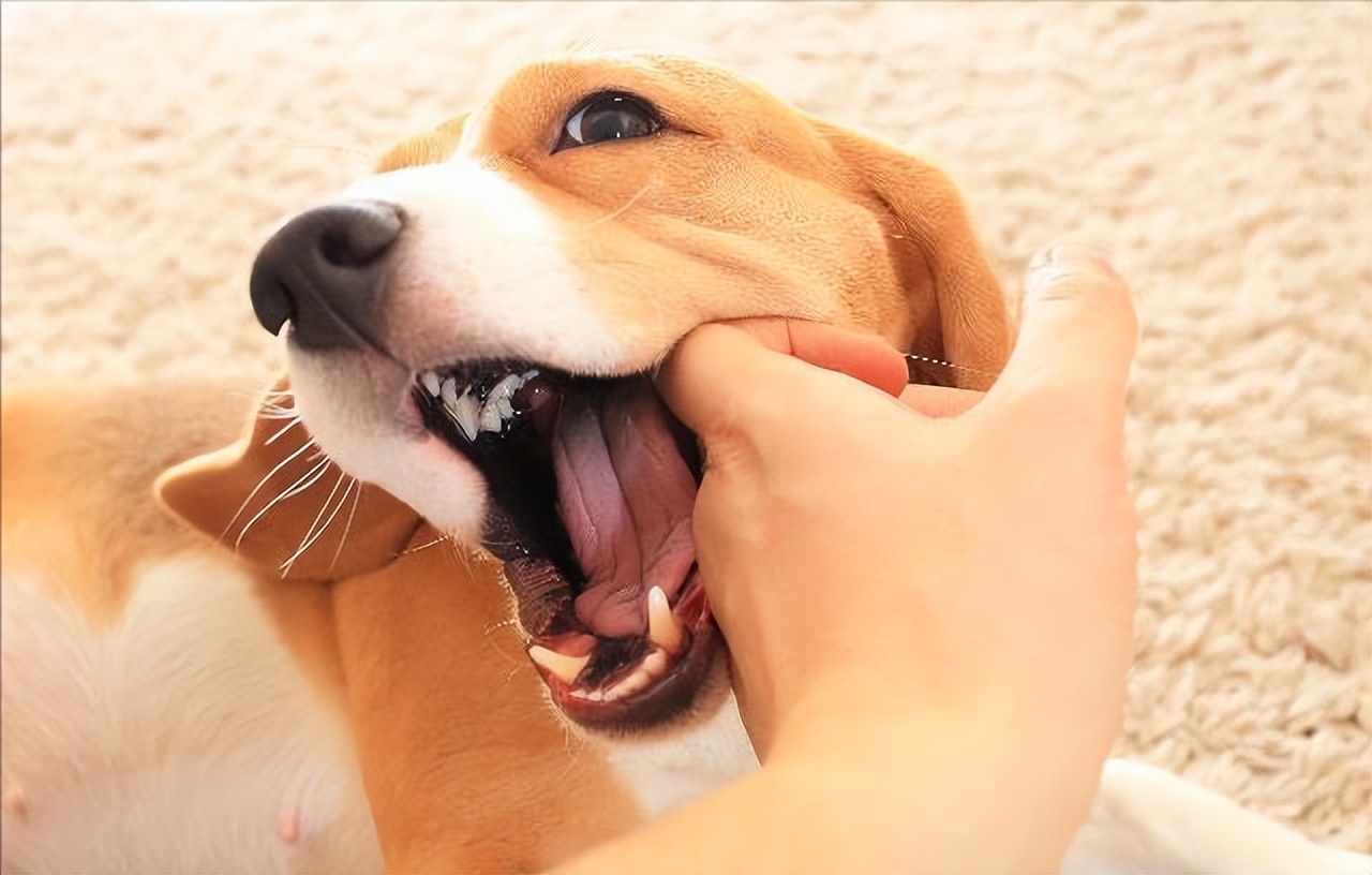 自己养的狗狗为什么总咬小朋友,养狗就要接受狗狗乱咬东西