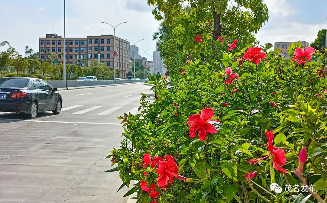 绿美广东信宜,绿美广东茂名短视频