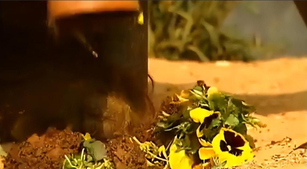 动物园大猩猩健身,大猩猩吃东西变瘦