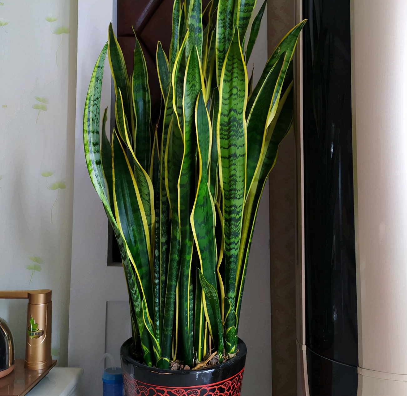 针对甲醛最好的绿植,甲醛最怕的十种绿植排名