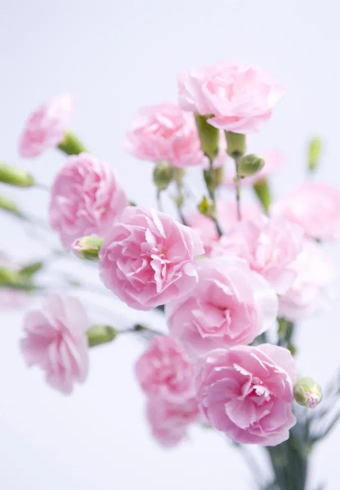 康乃馨花束壁纸,康乃馨壁纸手机超清全面屏