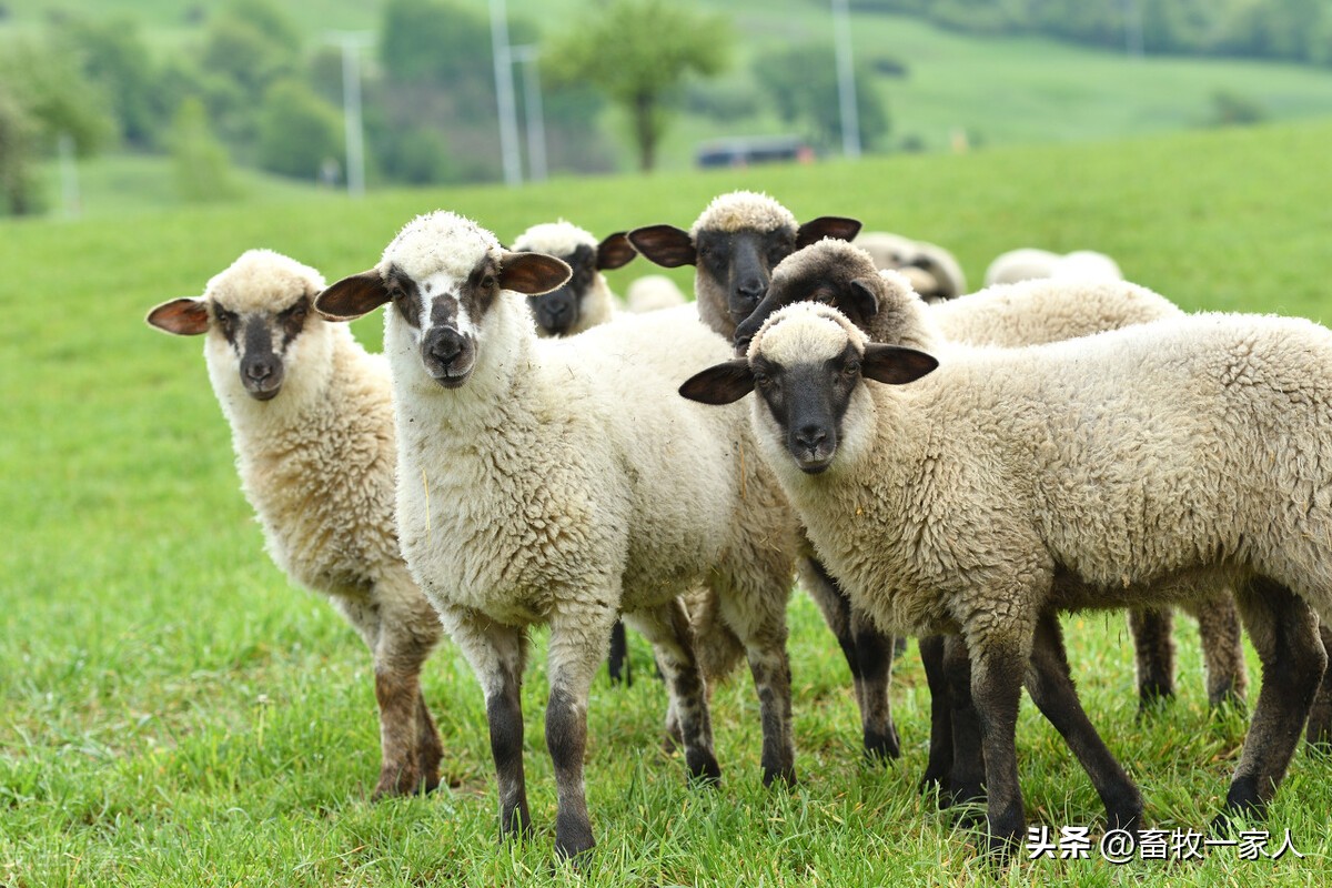 羊下颌水肿用什么药,绵羊下颌水肿怎么回事