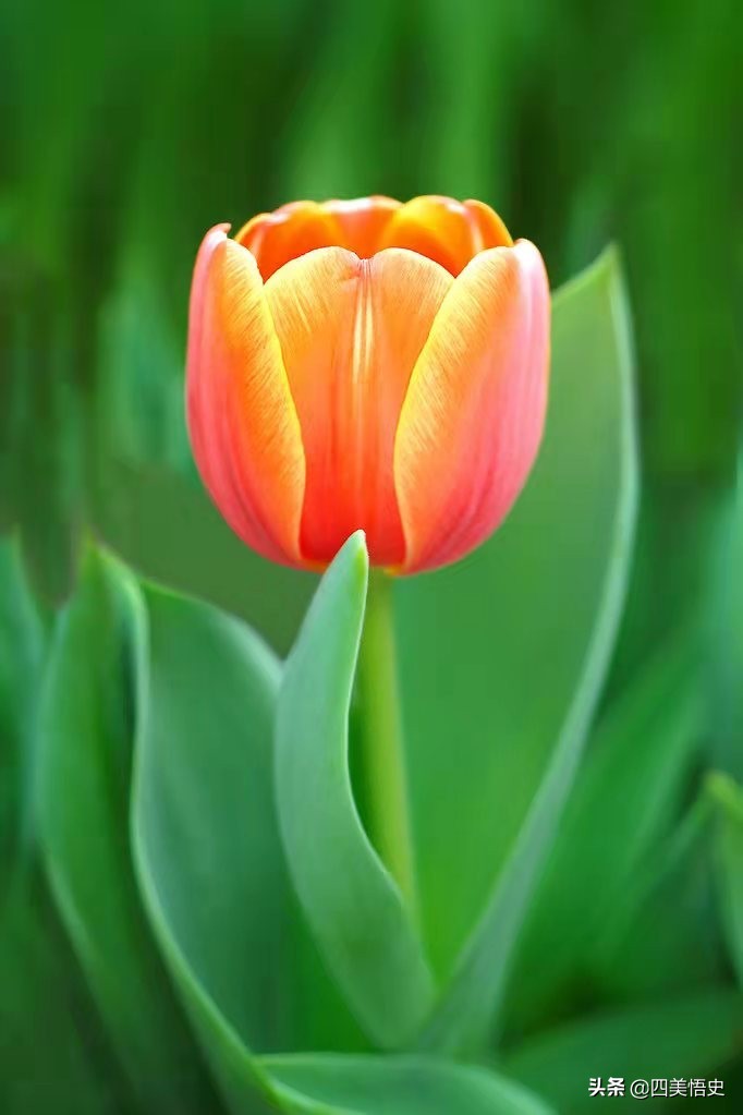 粉色郁金香的花语是,十朵郁金香粉色花语