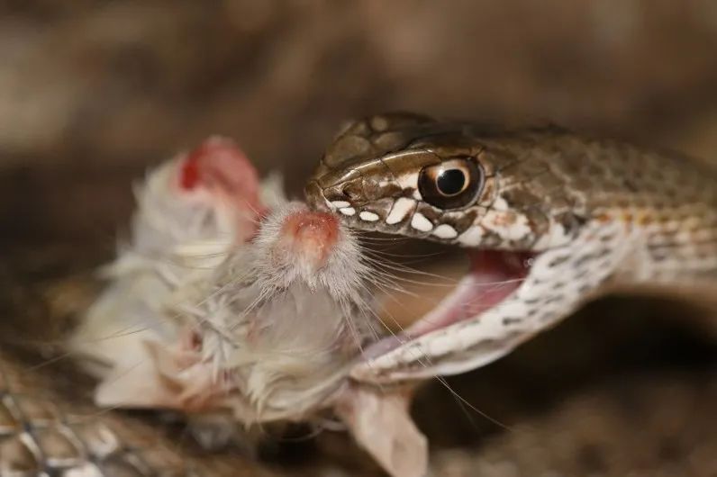 「原来欧洲有这么多种蛇？！」偷师卡塞尔的豢龙大师·下