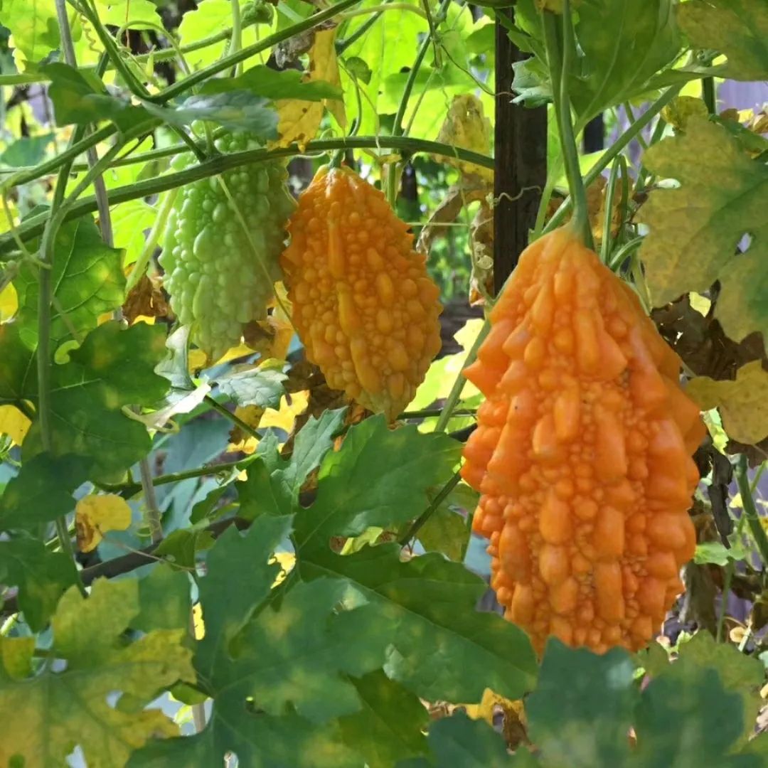 农村常见野生植物你都认识吗,农村常见植物野果