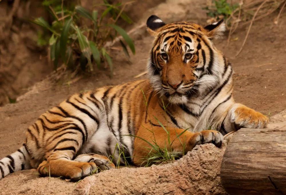 野外遇见老虎侥幸逃脱,在野外碰见老虎怎样自救