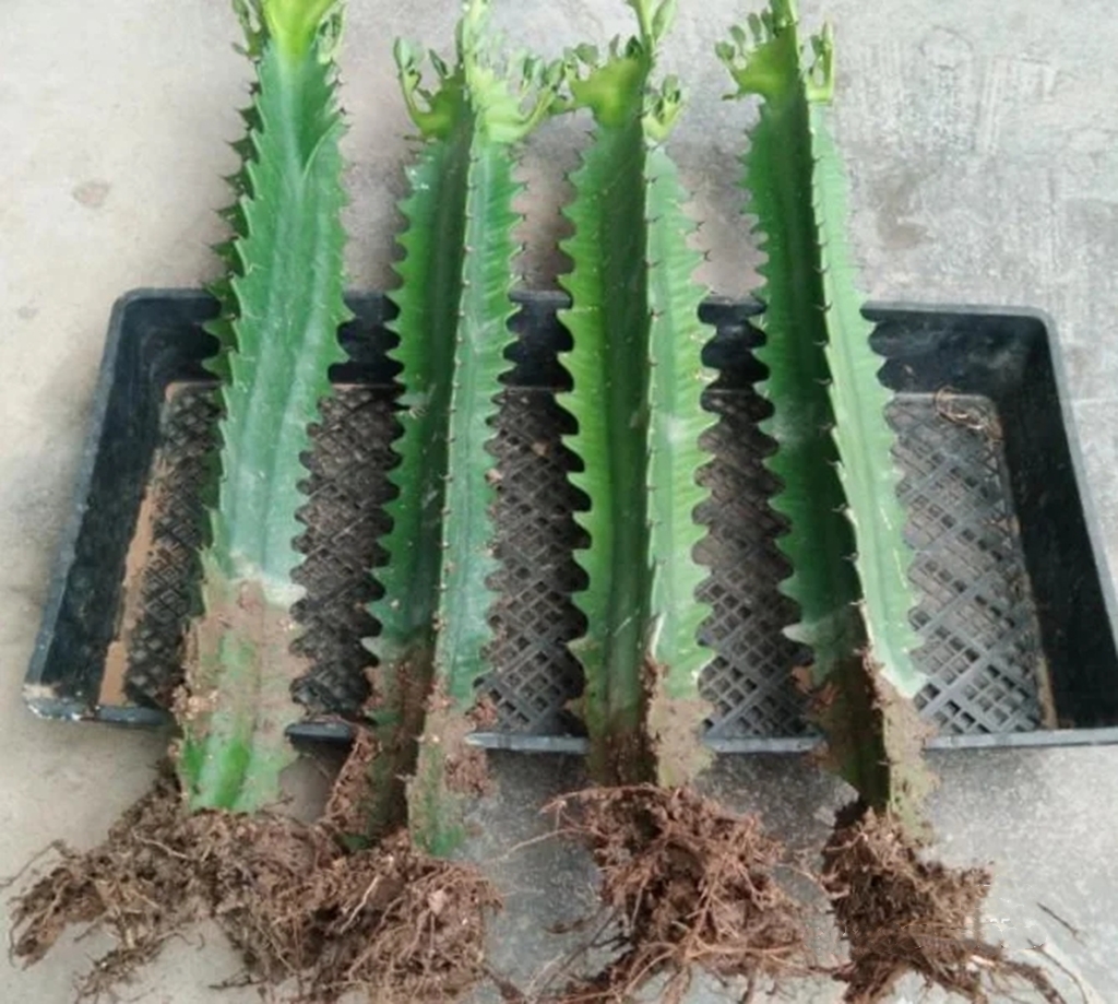 好看的花养在家里心情美美哒,家中养三种花养人旺家