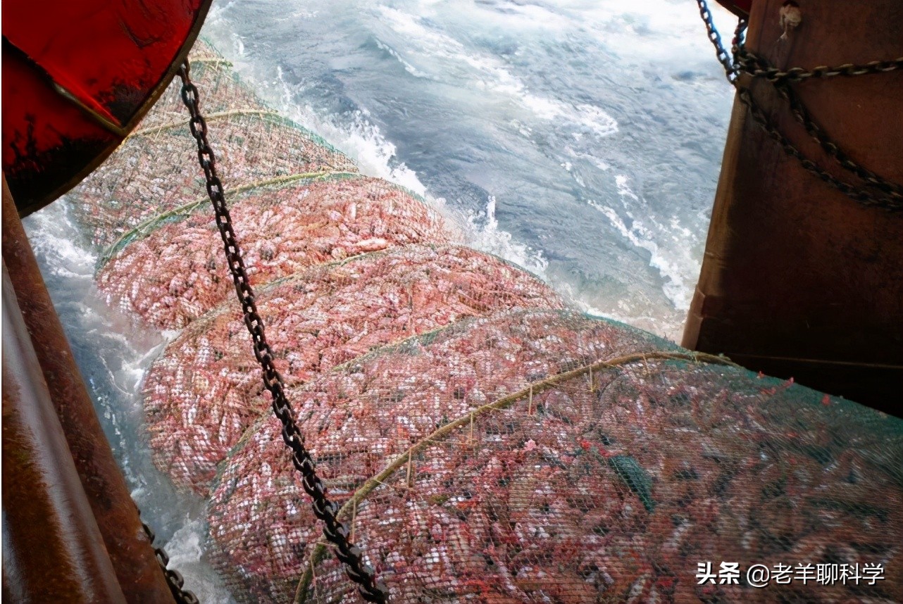 14亿国人的福音：10亿吨“海上金矿”，吃不完繁殖快，为何有隐患