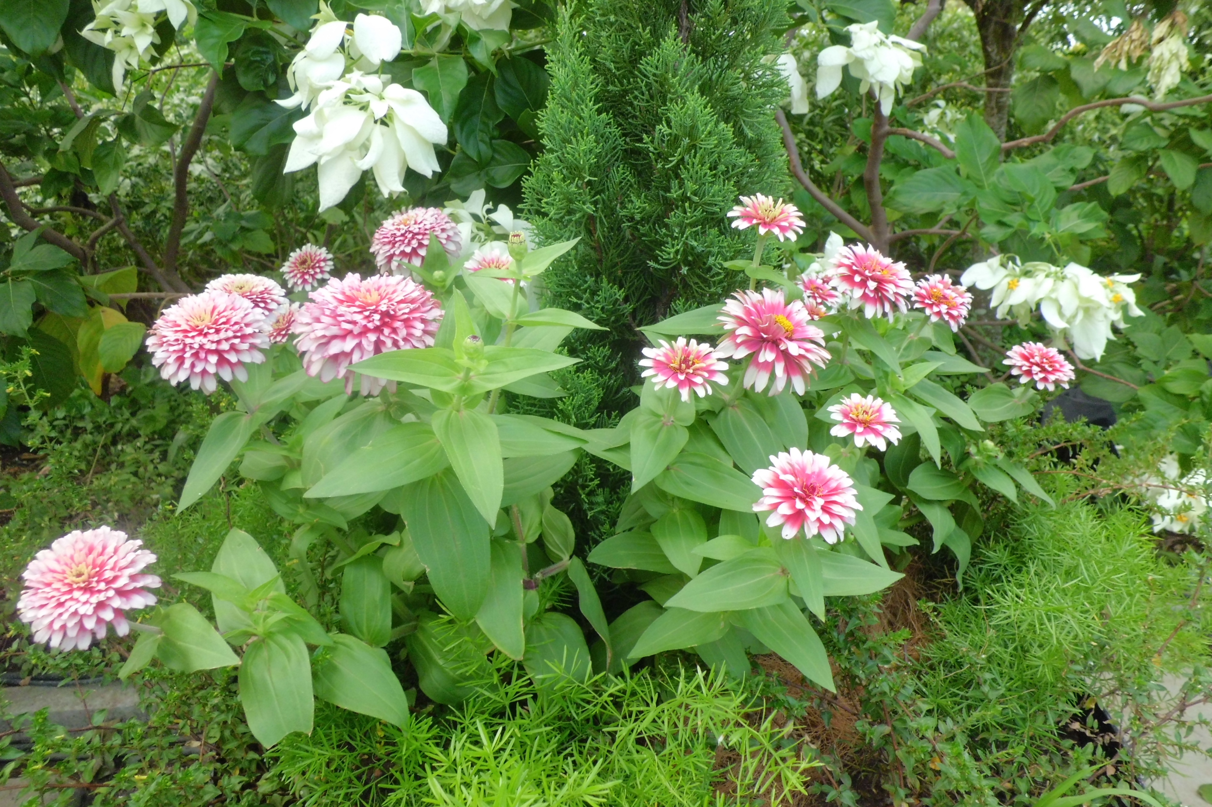 新加坡滨海湾金沙花园景观房,新加坡金沙空中花园高清图