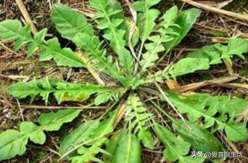 明日立春要“咬春”，春季“6鲜”别忘记咬，助您精神抖擞迎春天