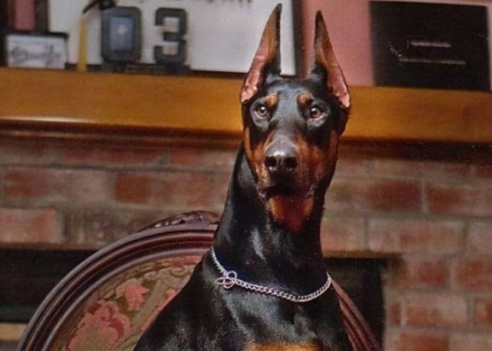 杜宾犬来月经会滴血吗,杜宾犬生殖器有问题怎么办