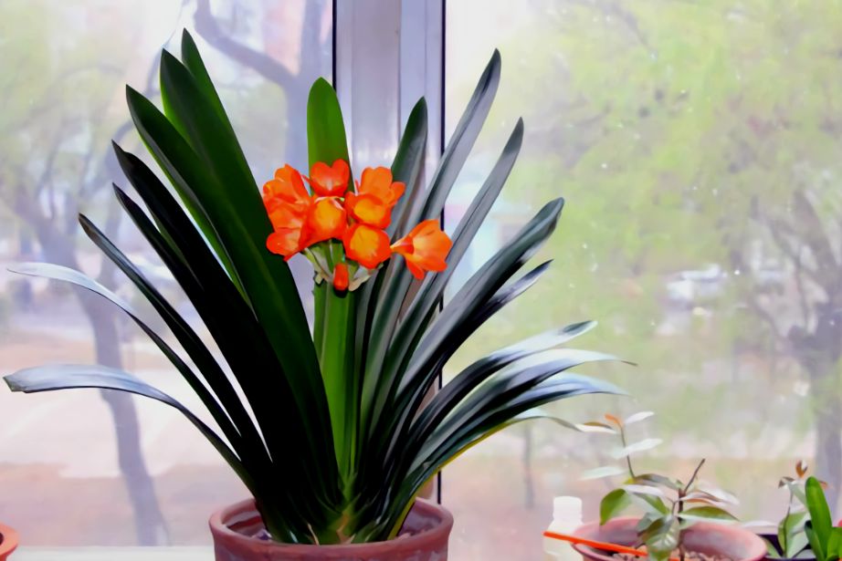 养在家里富贵花有哪些品种,盆栽富贵花怎么种植最好