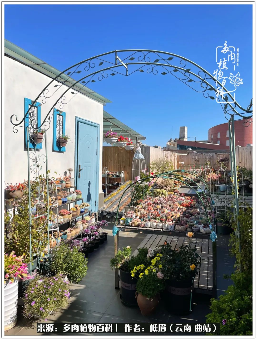 玉露多肉冬季分盆,玉露多肉怎样才能晶莹剔透