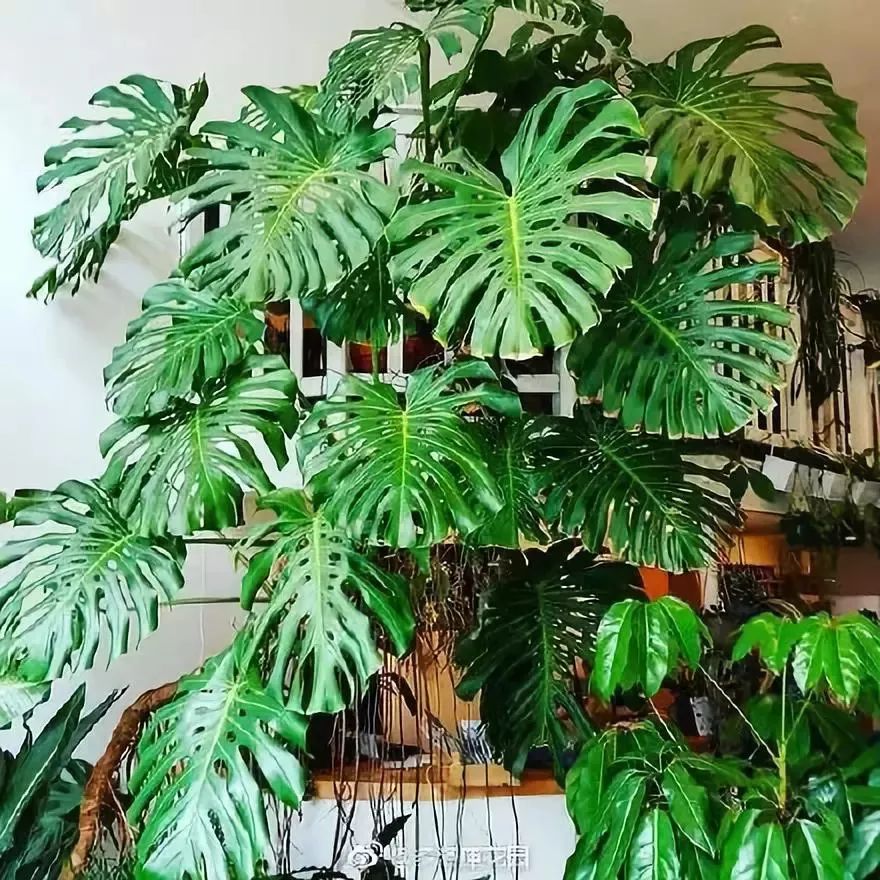 吸甲醛超强的十五种植物,新房如何种植去甲醛植物