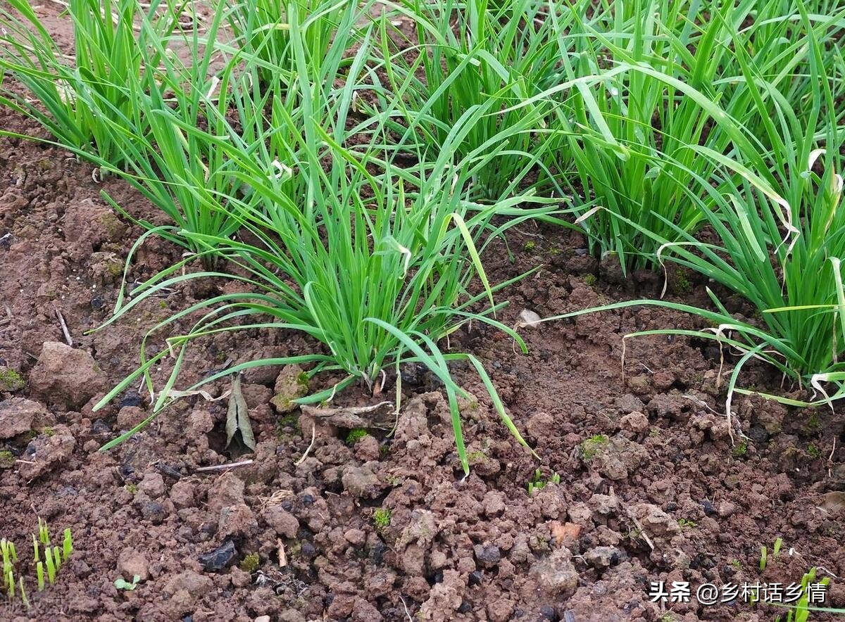 葱和韭菜上的白点怎么回事,韭菜上面长白点是什么原因