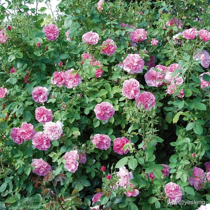 奥斯汀月季经典品种海德庄园,耐晒耐热的奥斯汀月季