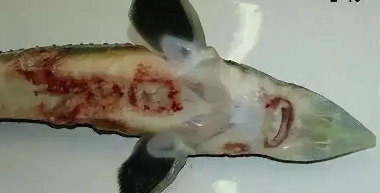 鱼类败血症病原,鱼类细菌性败血症