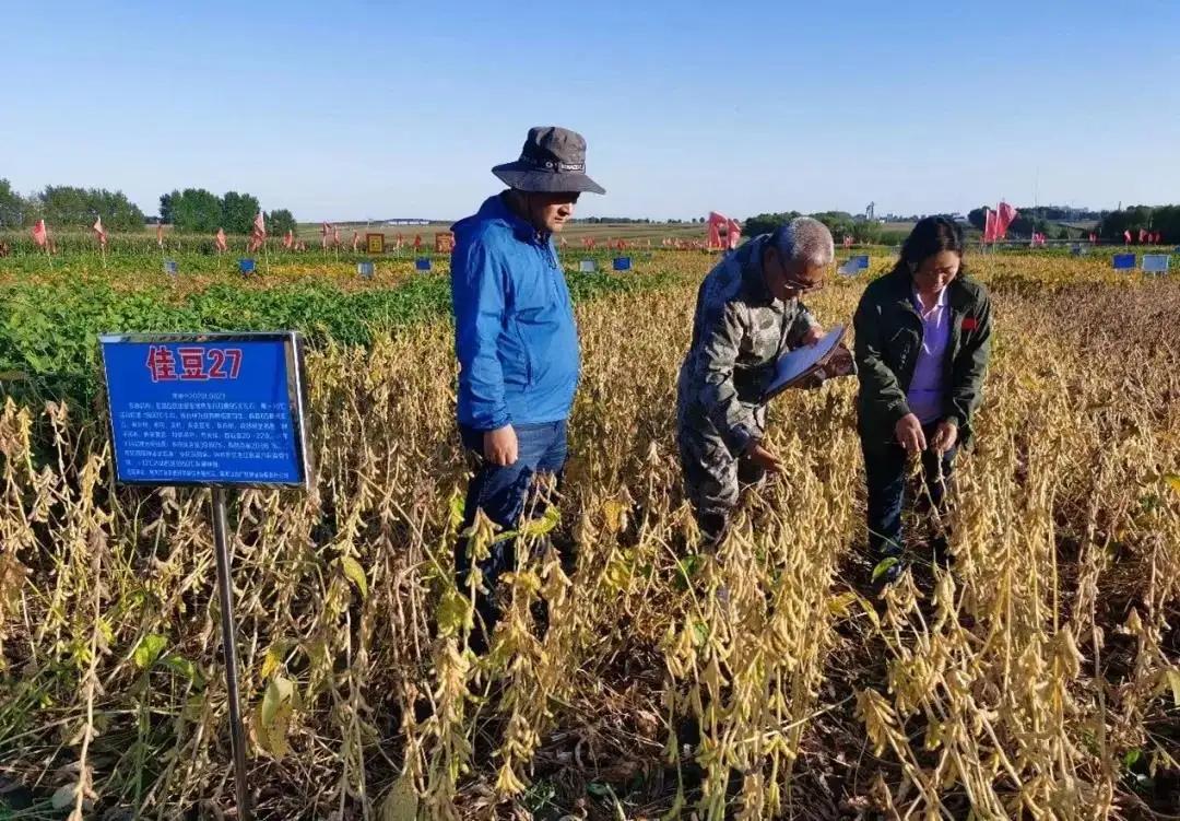 河北一地首次发现野生大豆,中国近期发现的野生大豆