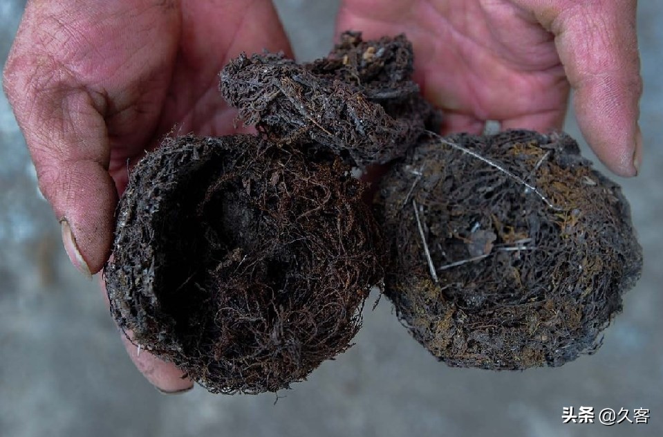 四川村民悬崖绝壁采燕窝,煮成“富贵汤”,为何只给外人喝?