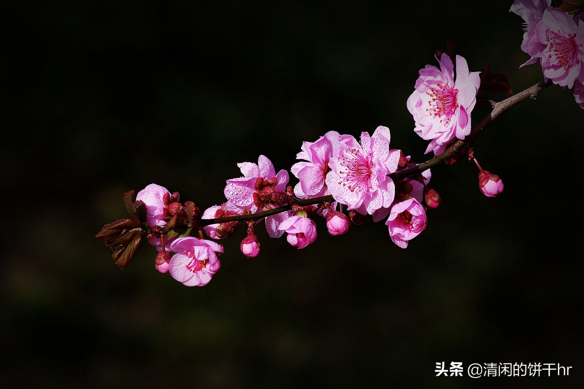 淡雅书香梅花唯美图片,淡雅梅花花卉图片
