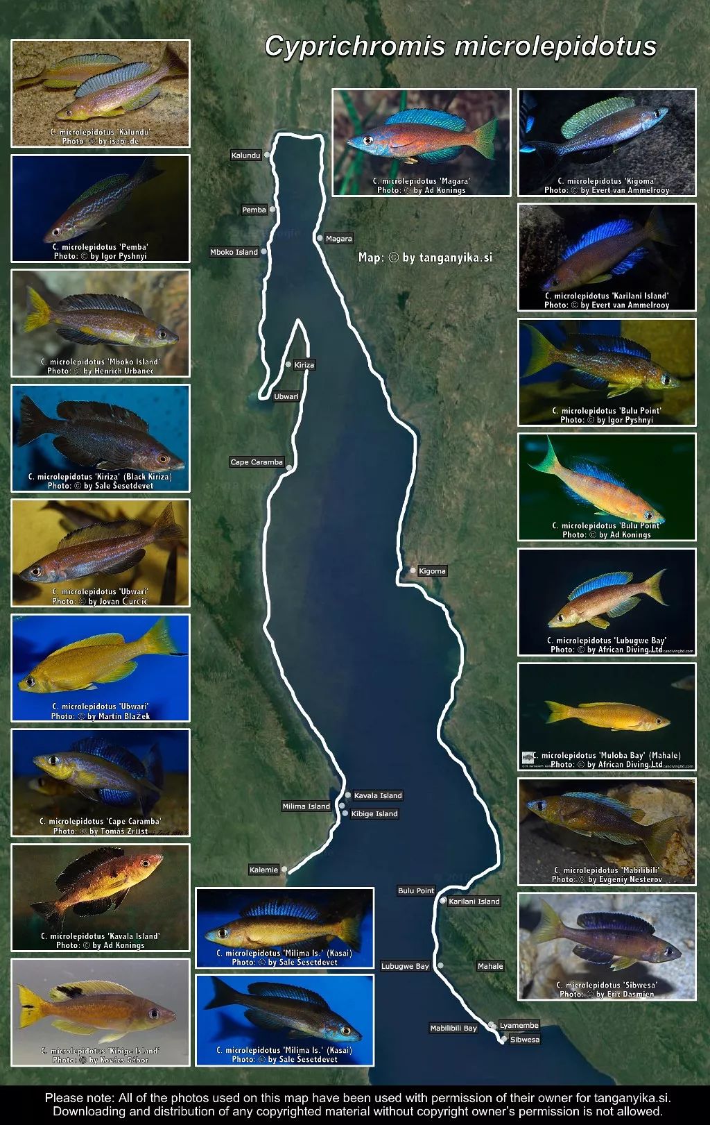 三湖慈鲷杂鲷品种图鉴大全,三湖慈鲷最好看的十种马鲷
