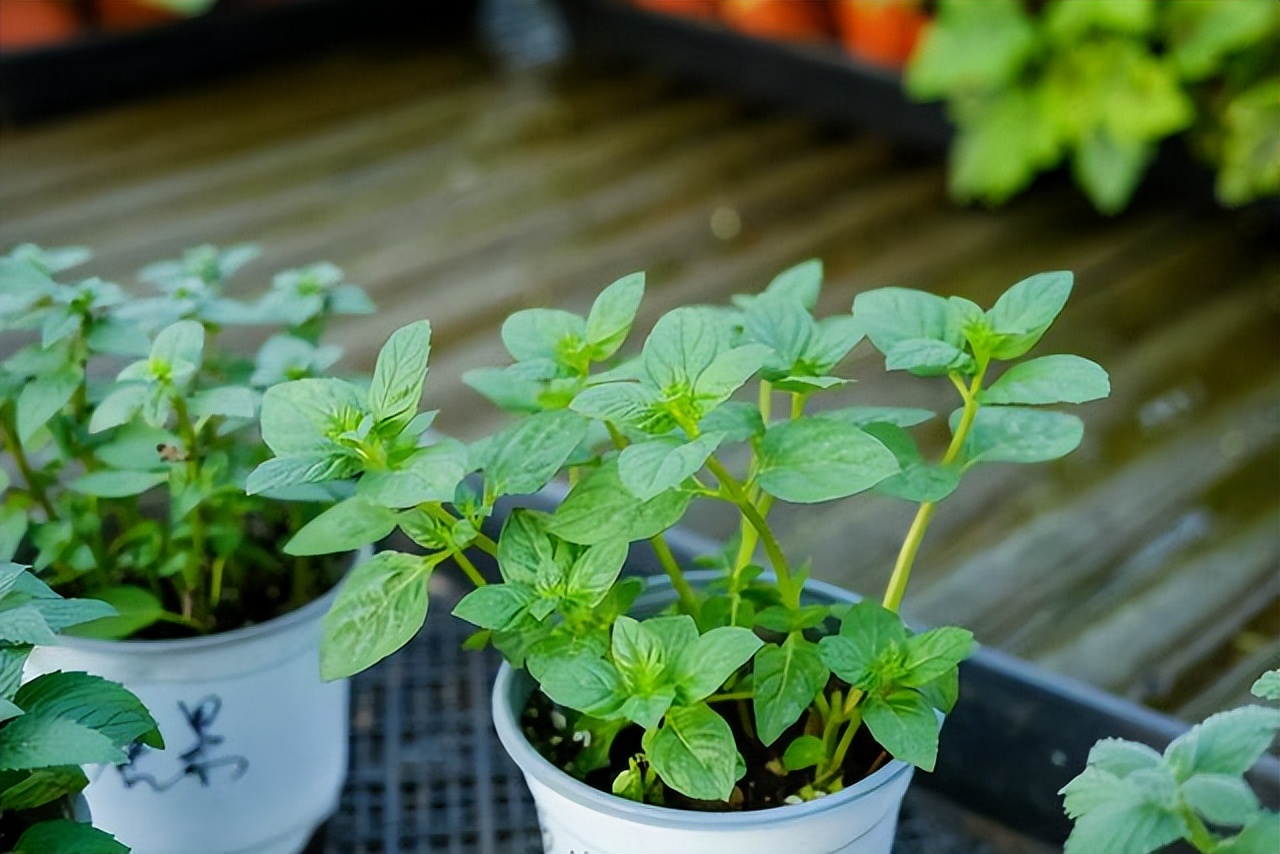 养水牛种什么草最好养,高温下雨后养兰花