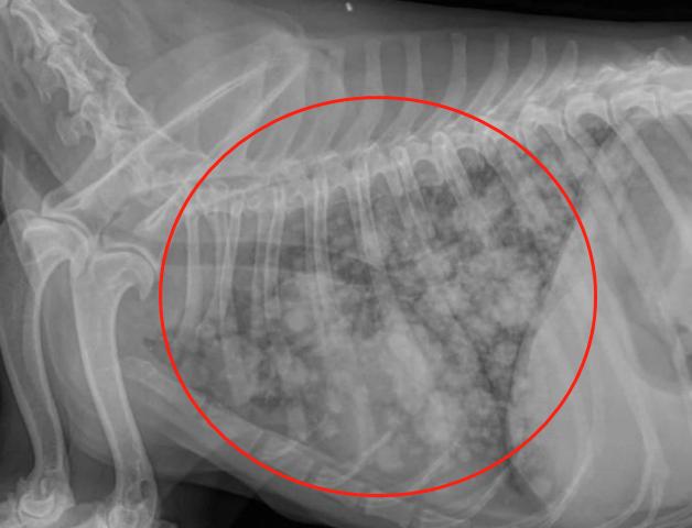 狗狗乳腺肿瘤溃烂怎么处理,狗狗乳腺囊肿和肿瘤的区别