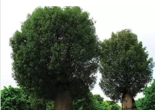 种植技术17问，园林人你知道这些么？