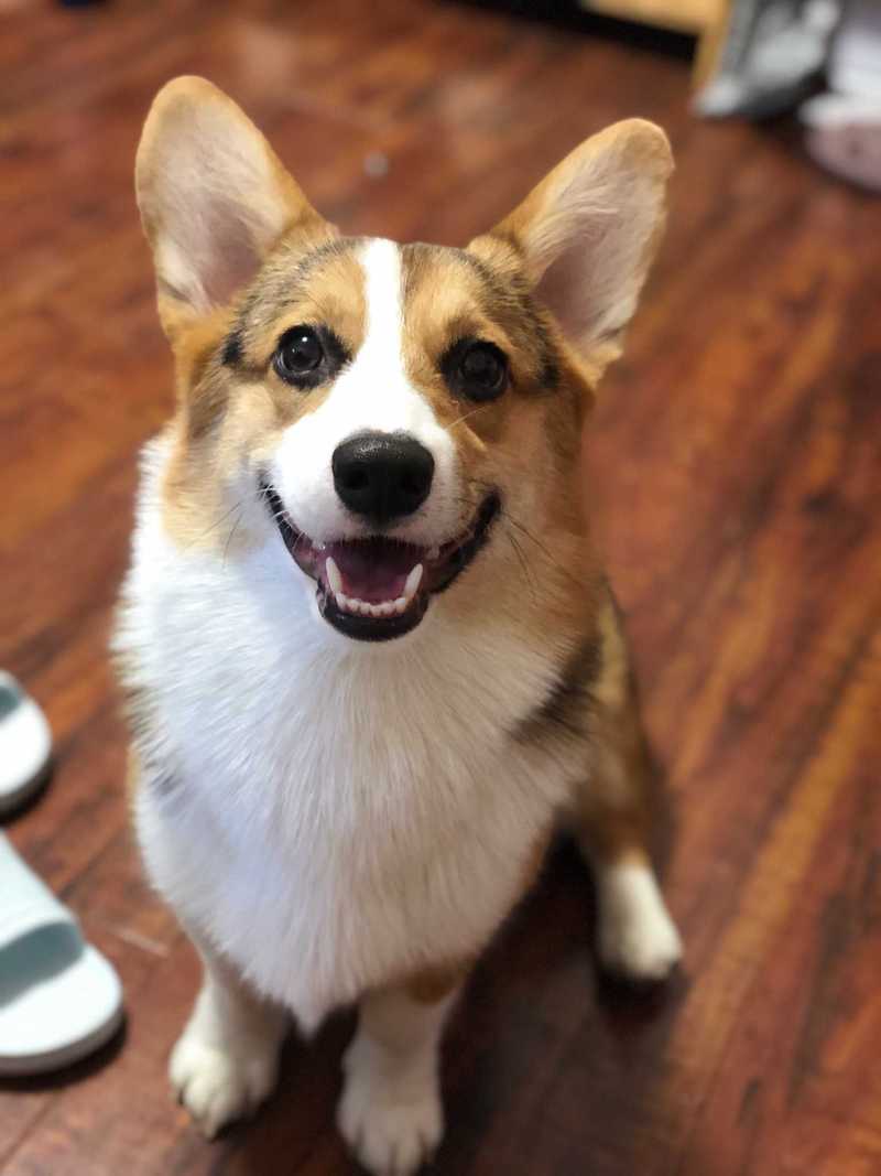 柯基犬为什么不建议养,为什么少人养狗