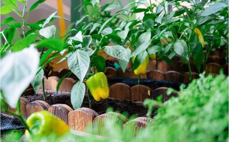 在休闲度假区有什么项目可操作,快来看看哪些项目更受欢迎