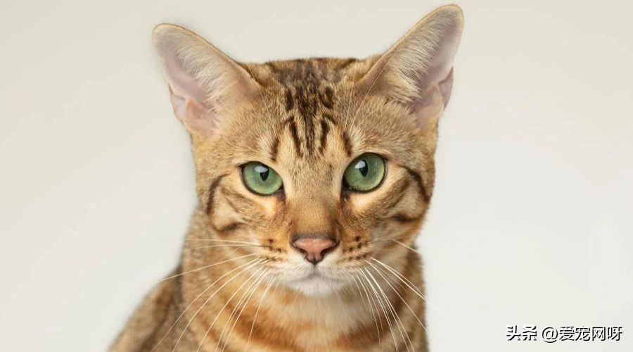 猫咪品种大全及图片,猫咪品种大全视频