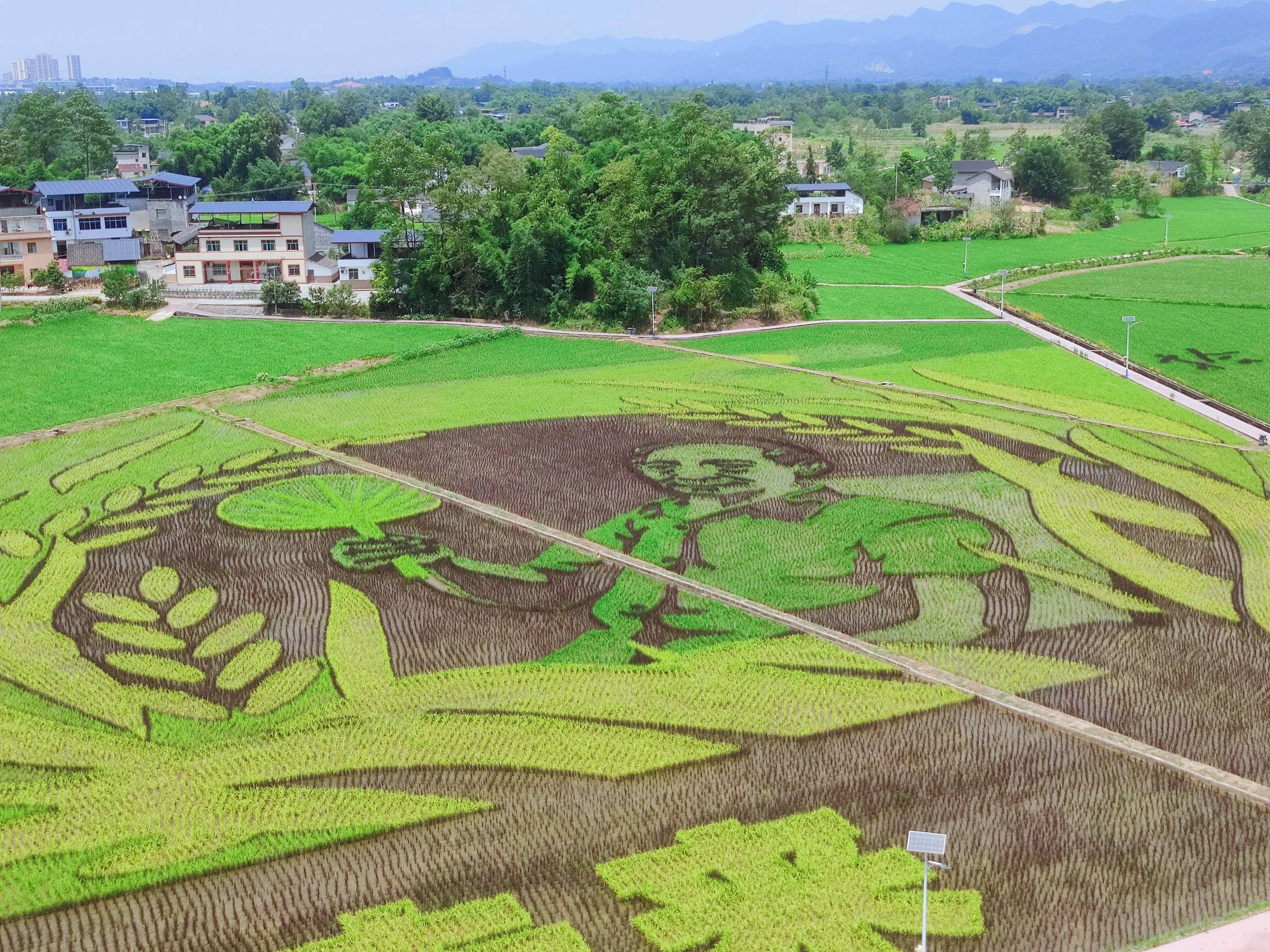 大足隆平五彩稻田有什么特色,重庆大足隆平五彩田园景区
