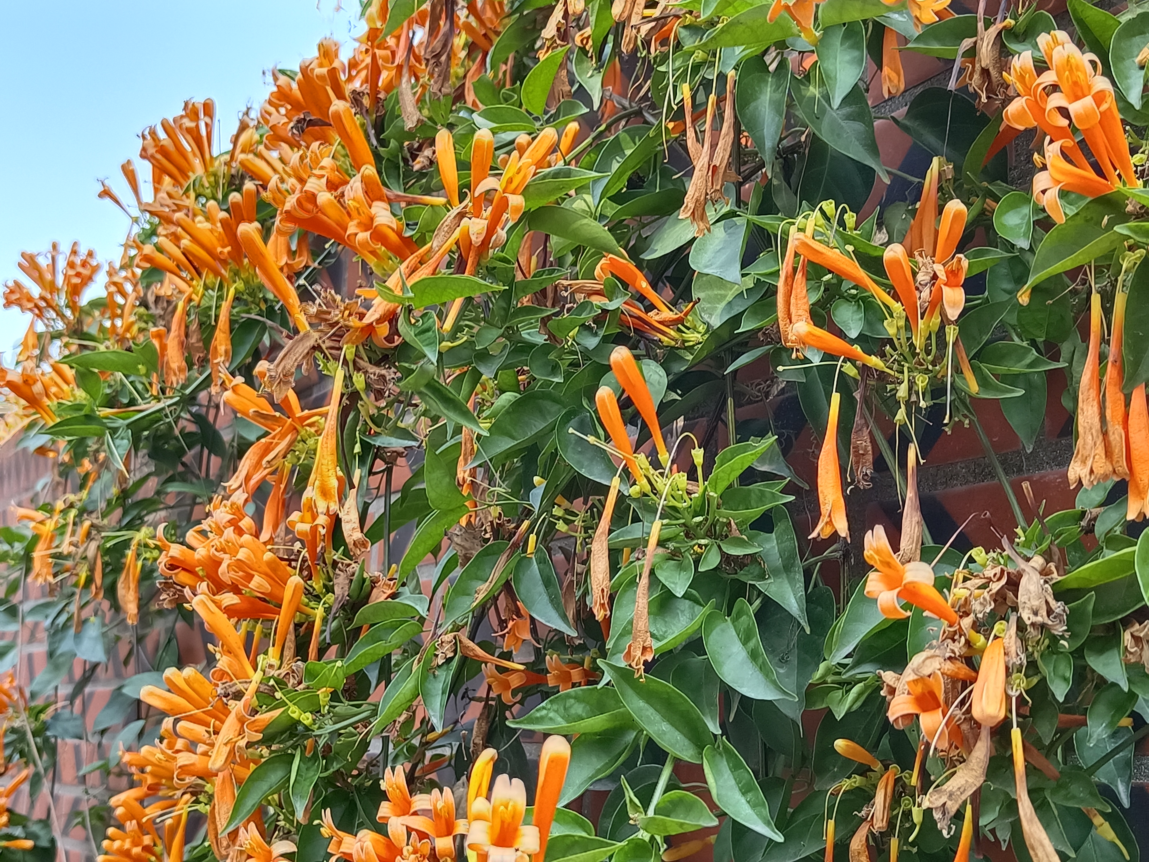 鼓浪屿的景更美,鼓浪屿的海格外美