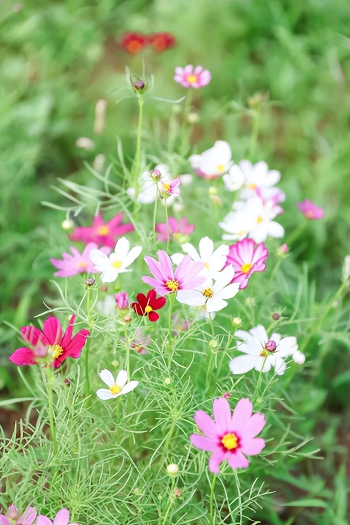 光明旅游攻略大全集,光明一日游必去的地方