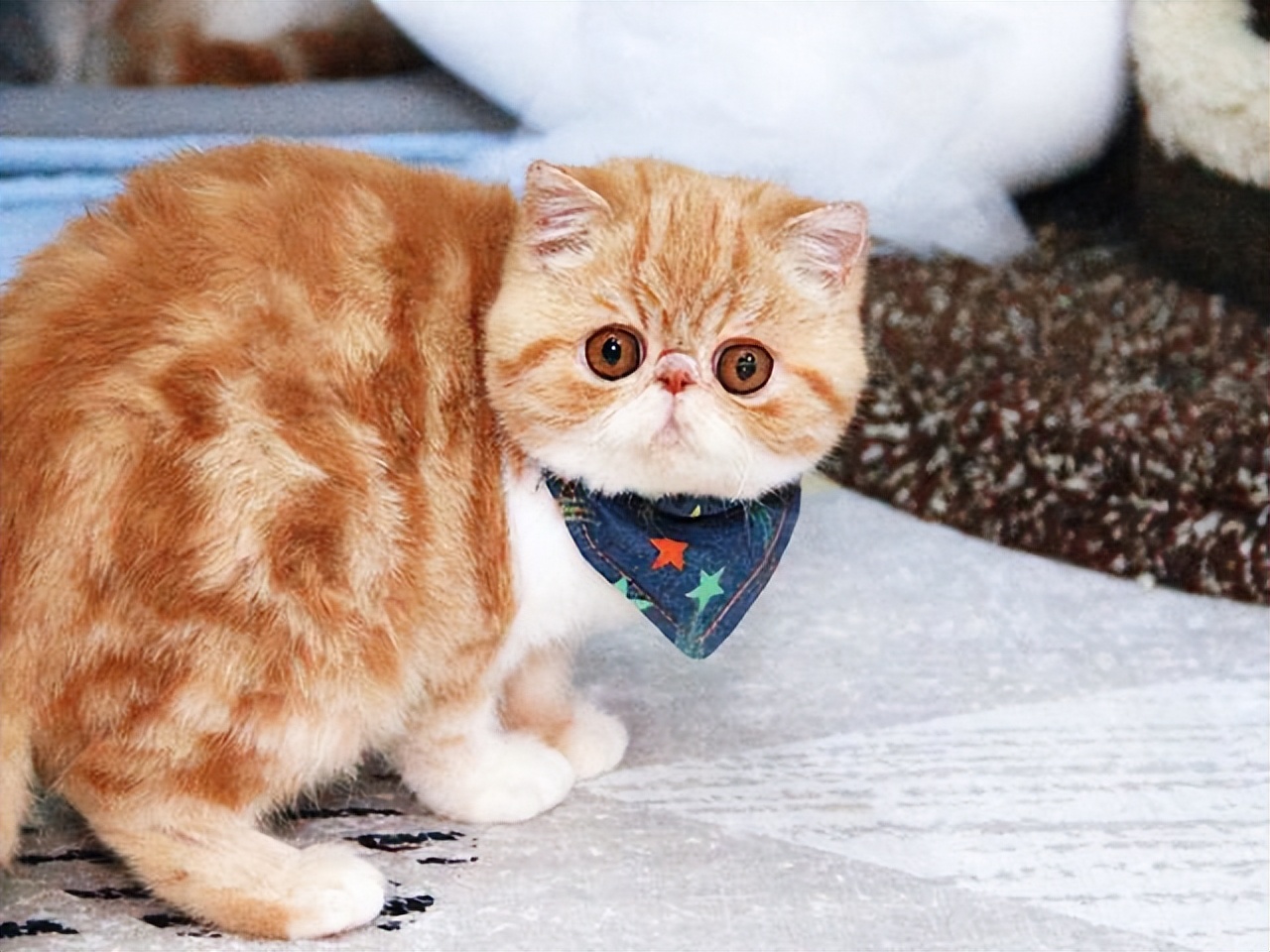 如何选择适合自己的一只猫,拥有一只猫你会获得什么呢