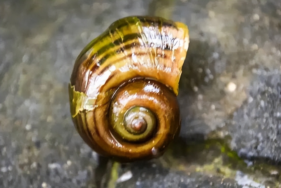 一口吃6000条寄生虫!北京一孕妇误食福寿螺终止妊娠,后果很严重