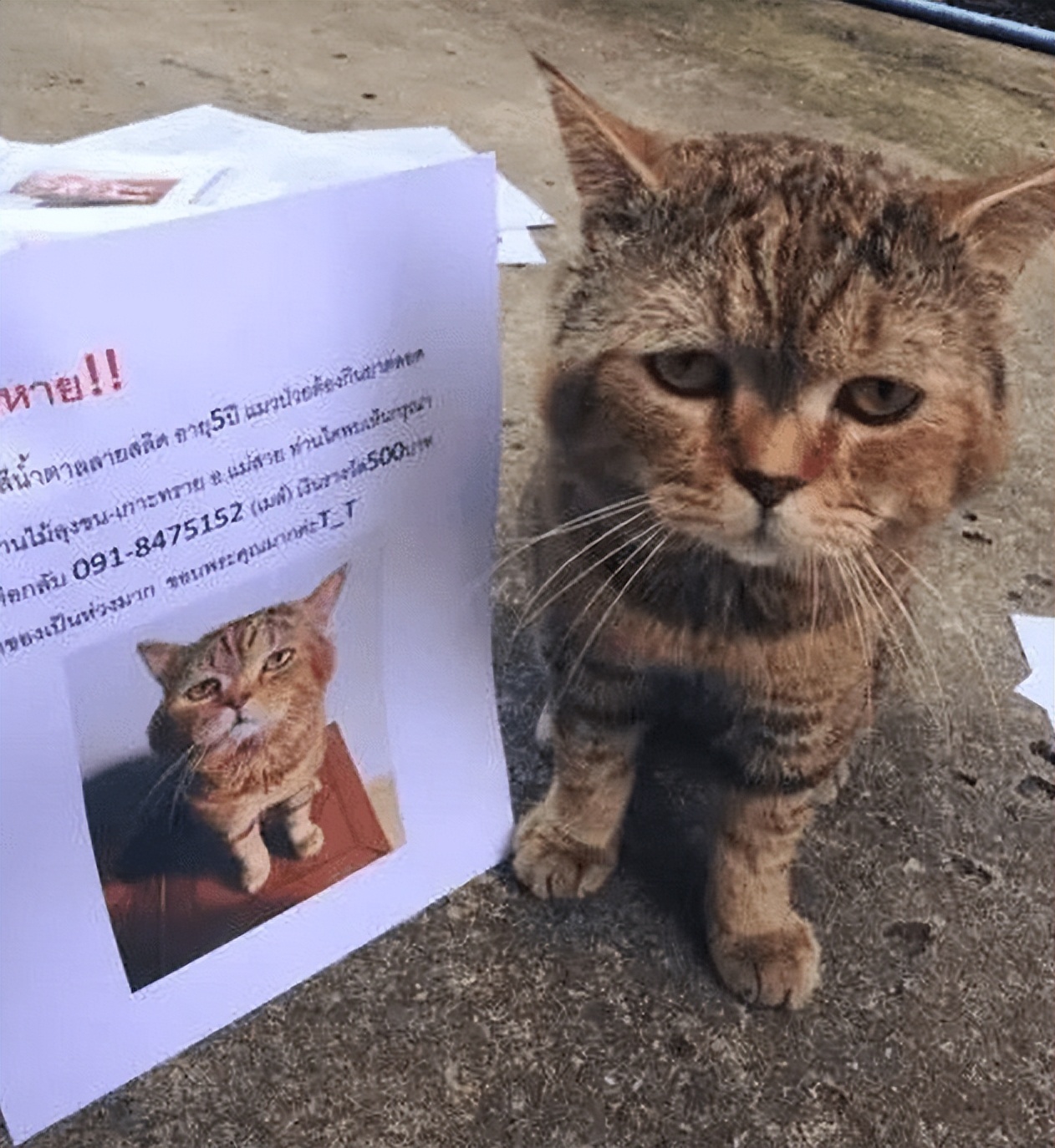 猫咪走失很灵的方法,猫咪跳楼走失还能找回来吗