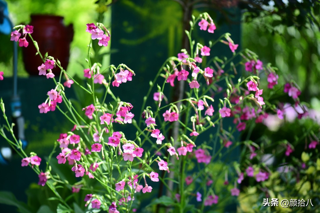 冬天开花的室外花卉盆栽,温室盆栽观花花卉植物