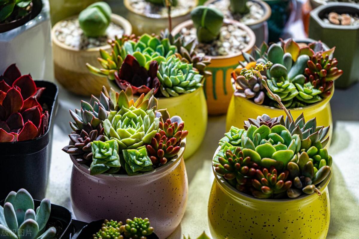 多肉黑斑是不是根部出问题了,多肉发霉发黑怎么办