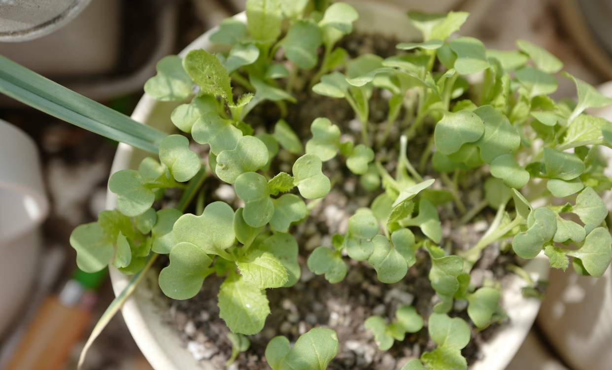 阳台种菜种什么最好活,阳台种菜种哪些长得比较快