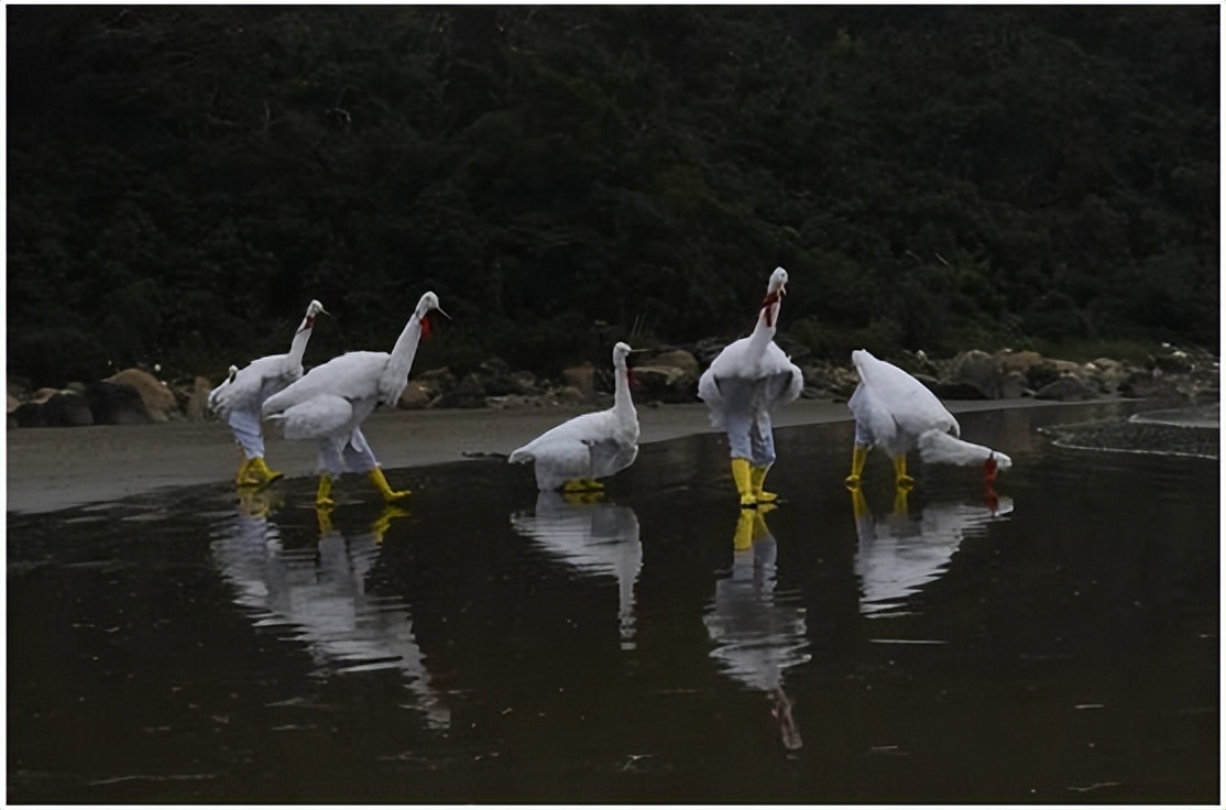 珠海非遗三灶鹤舞,三灶鹤舞是非物质文化遗产吗