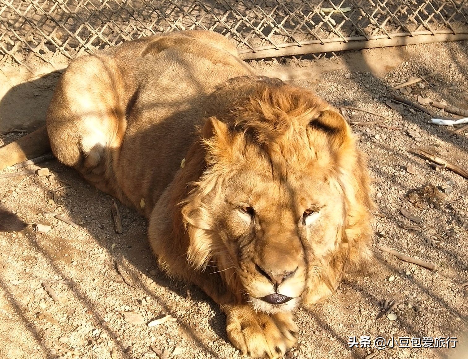 八达岭北京野生动物园推荐,两个人花100块钱能在北京玩多少
