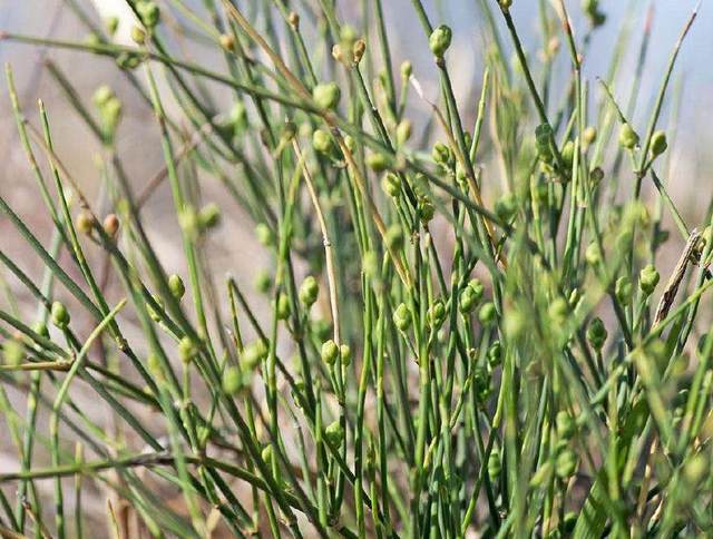 麻黄治感冒中医案例,民间草医15个偏方大公开