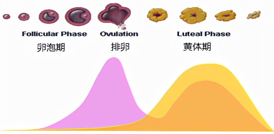 怕ta不来，又怕ta乱来！女生关于月经那点事儿
