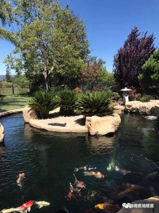 自己养的锦鲤长得慢,缸养锦鲤鱼为什么长得慢