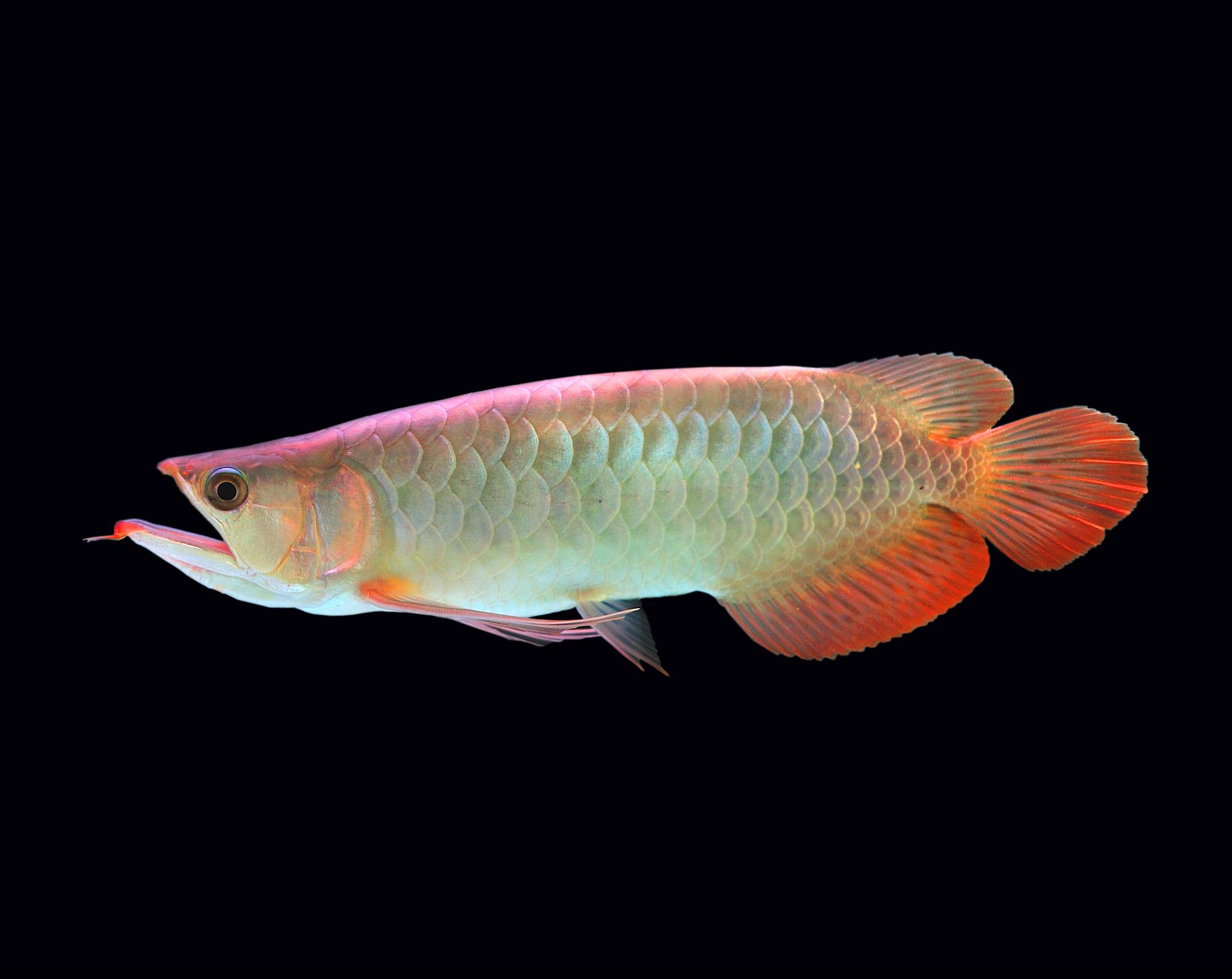 龙鱼断须伤口愈合没长出来,龙鱼的须掉了