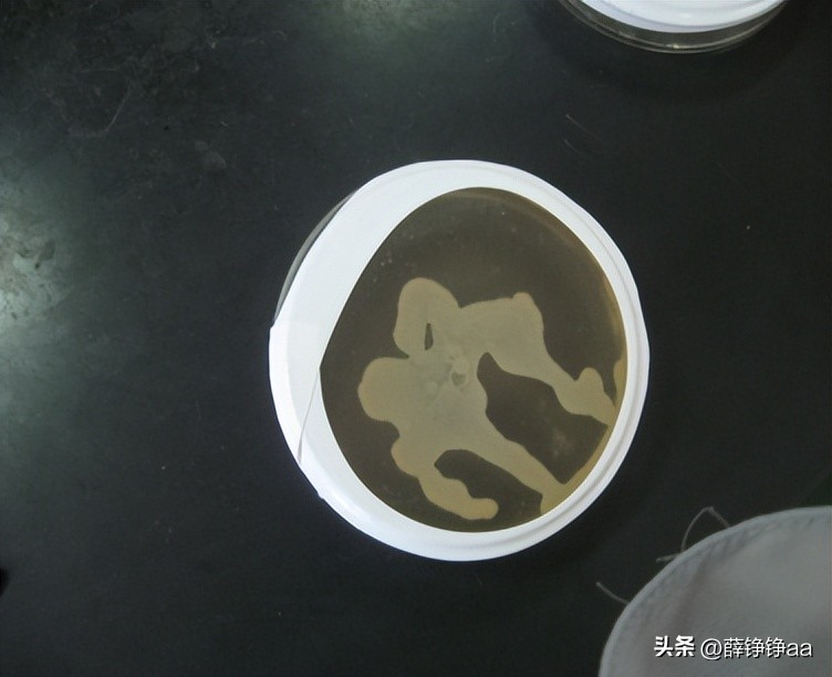 番茄青枯病害鉴别,分离番茄茎腐病真菌的方法